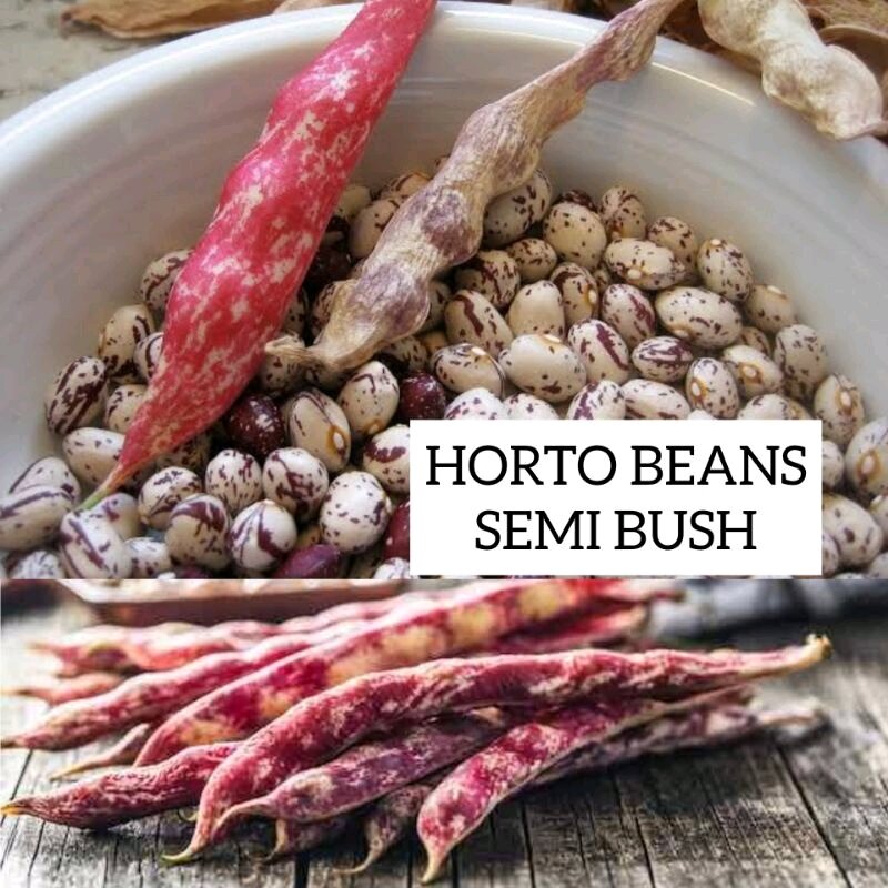 HORTO SEMI BUSH BEANS Vegetable Seeds Lazada PH