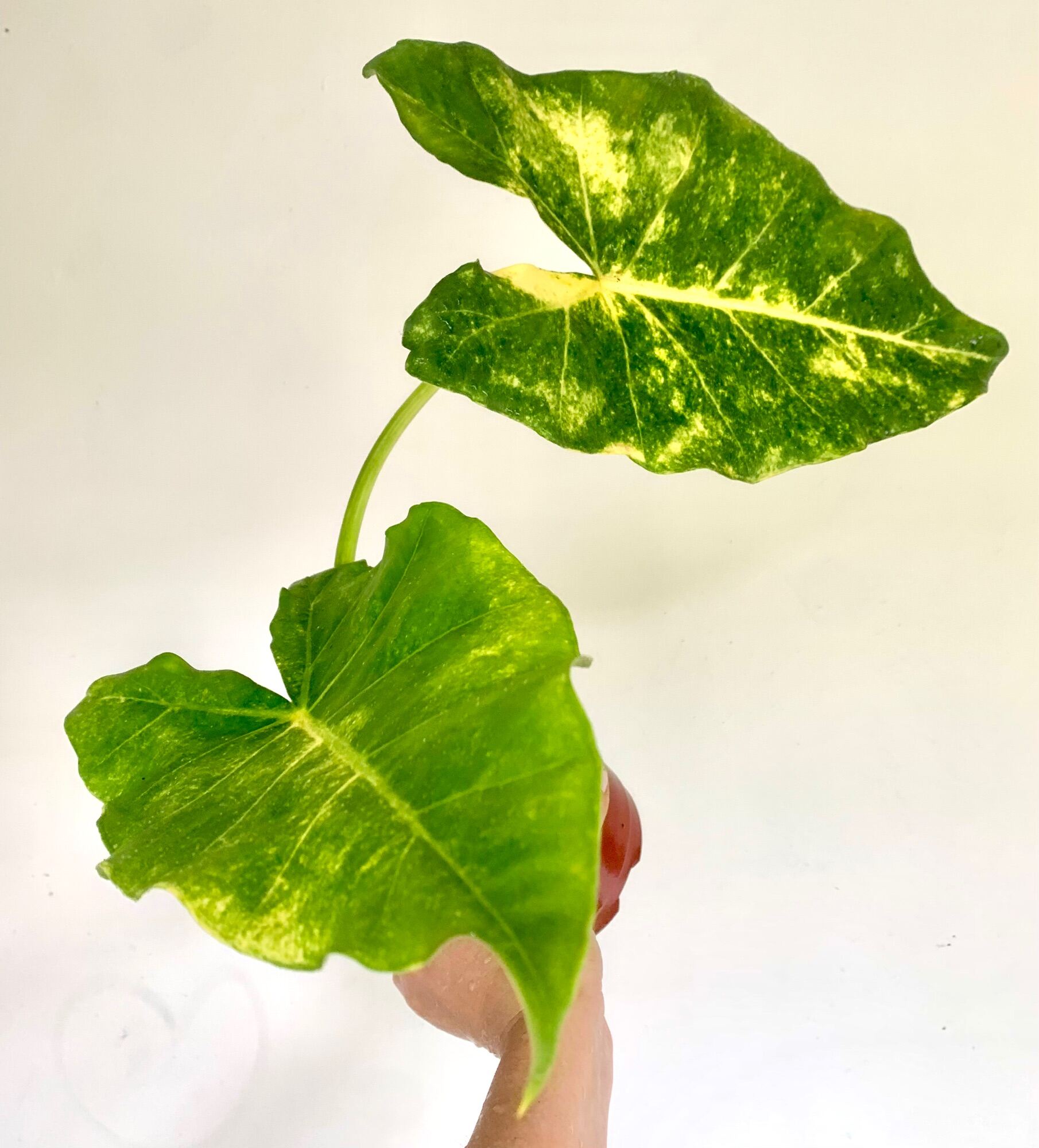 Alocasia Gold New Guinea Medium Lazada Ph