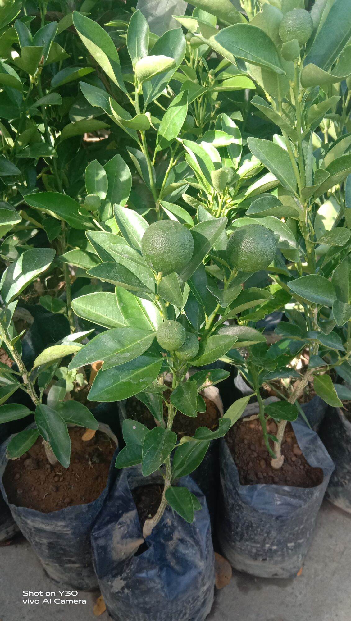 Grafted Calamansi Lazada Ph