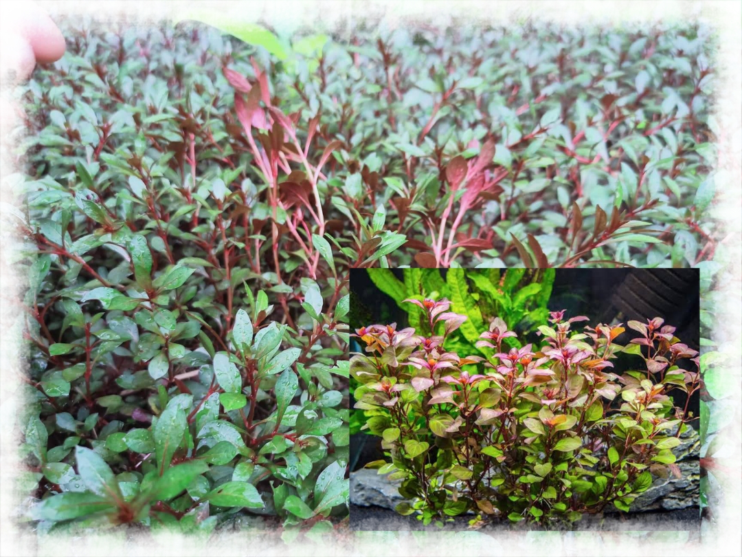 LUDWIGIA RED RUBIN EMERSED 5 STEMS AQUATIC PLANTS Lazada PH