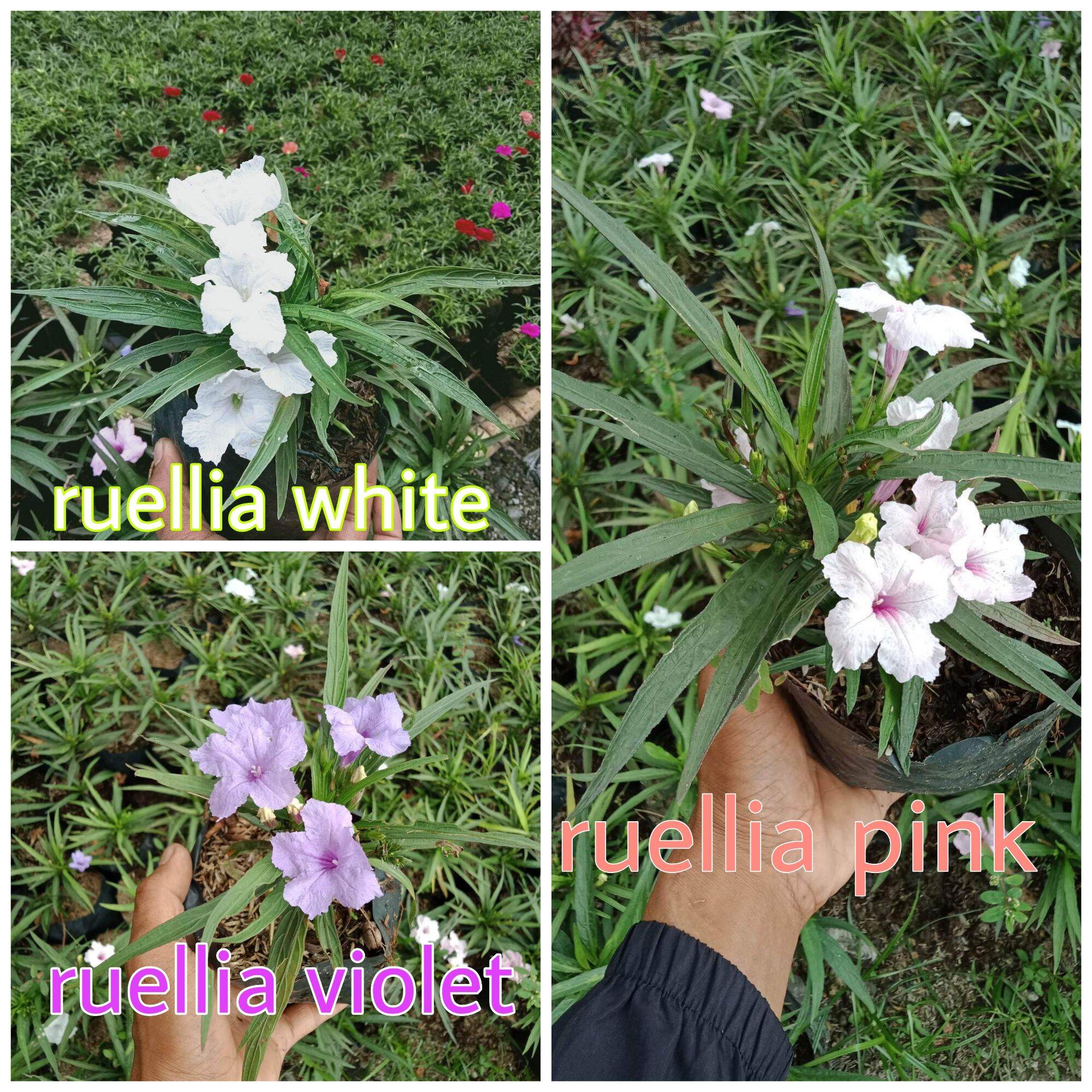 Dwarf Mexican Petunia Ruellia Simplex Plant Lazada PH