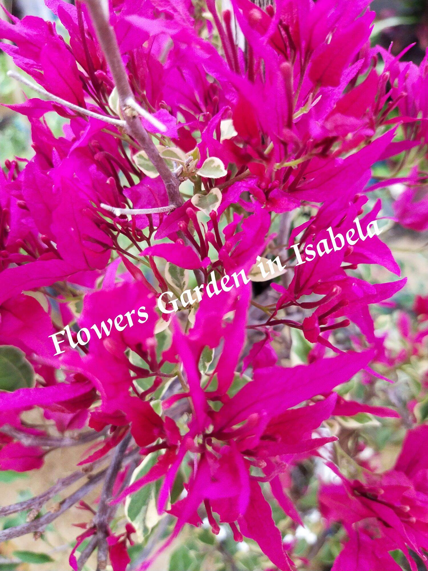 Fuchsia Butterfly Bougainvillea For Sure Buyer Only Lazada PH