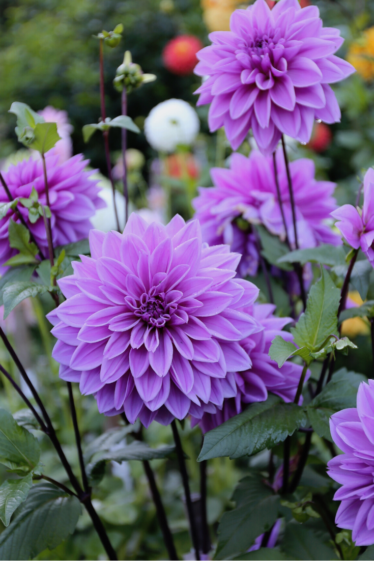 Dahlia Plant Purple With Free Fertilizer And Free Pot Live Plant