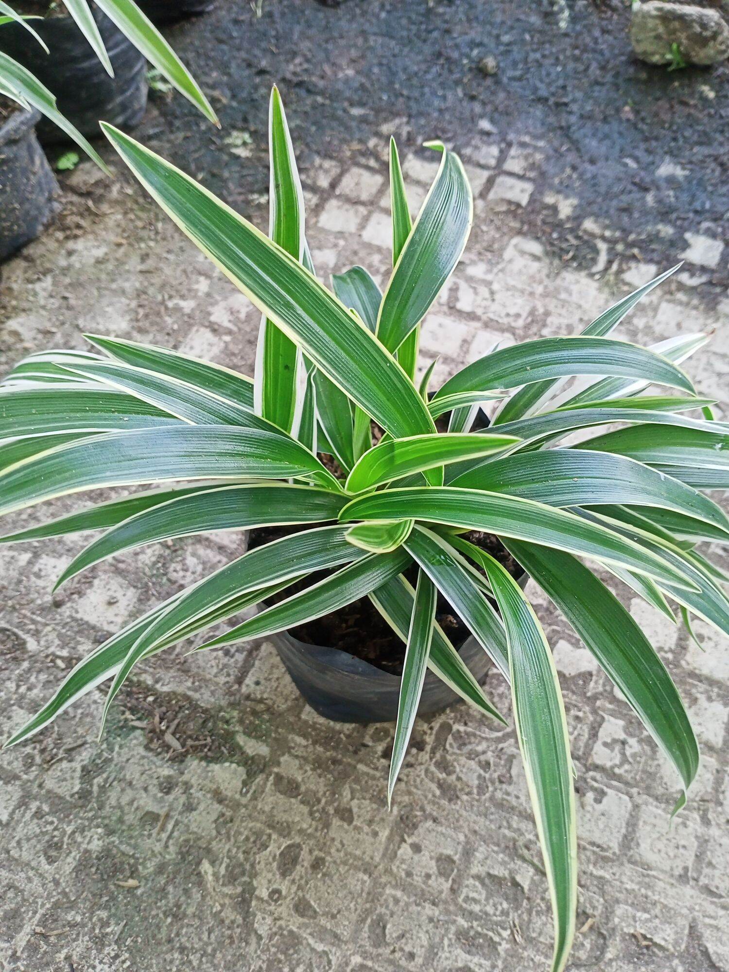 Lourdes Spider Plant Lazada PH