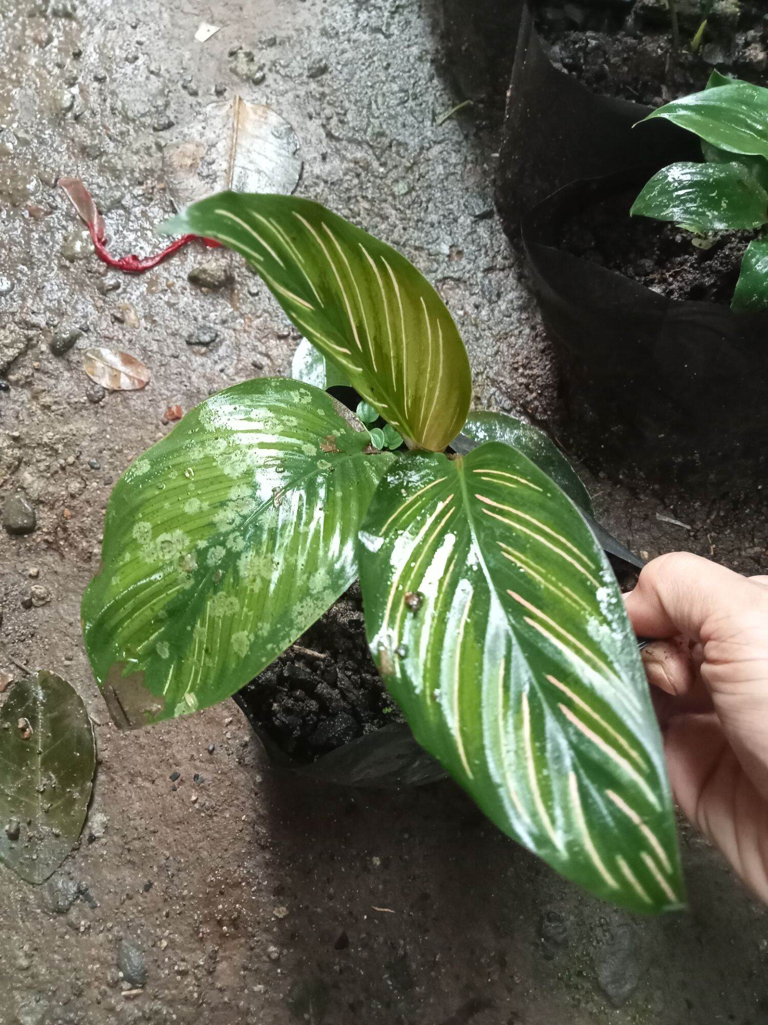 Calathea Beauty Star Lazada Ph