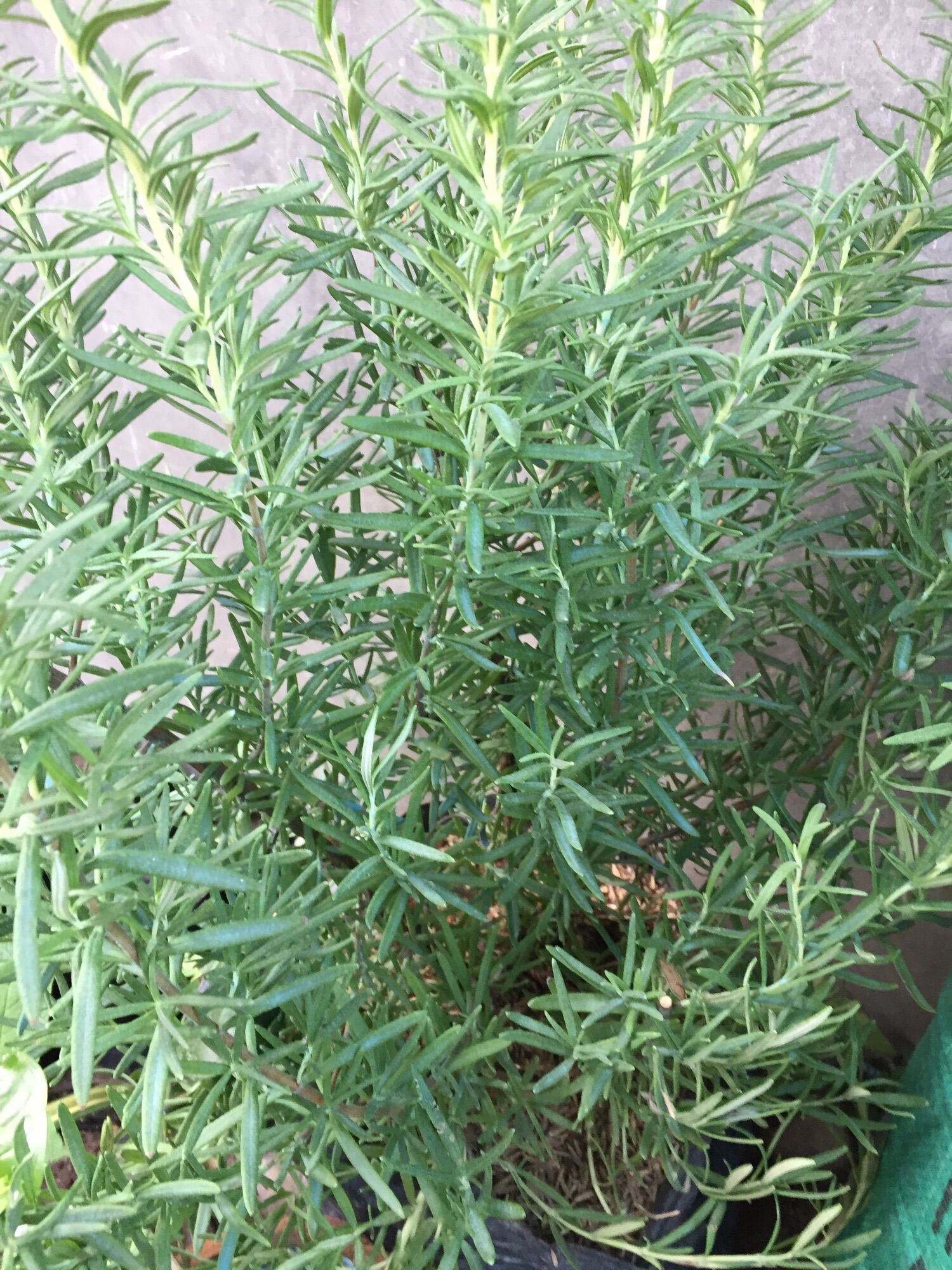 Rosemary live plant/LUZON Buyers Only Lazada PH