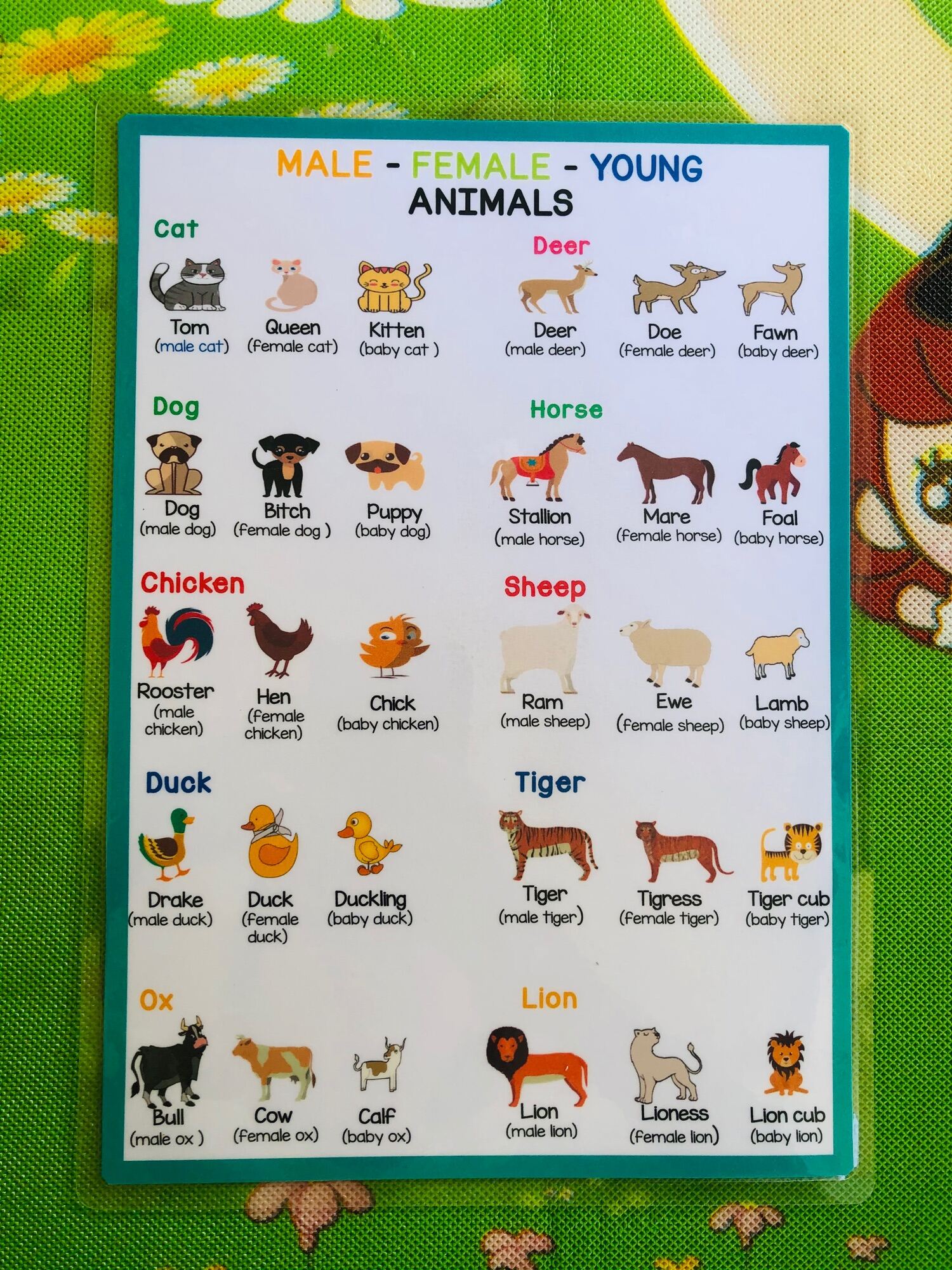 Brain2x Puzzle Board Animal Names In English Hindi Male Female Baby 