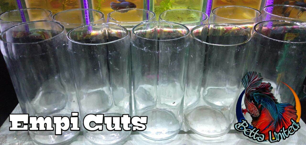 betta fish in bottle