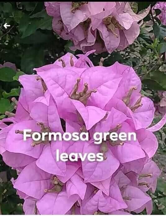 Bougainvillea: Formosa (small) | Lazada PH