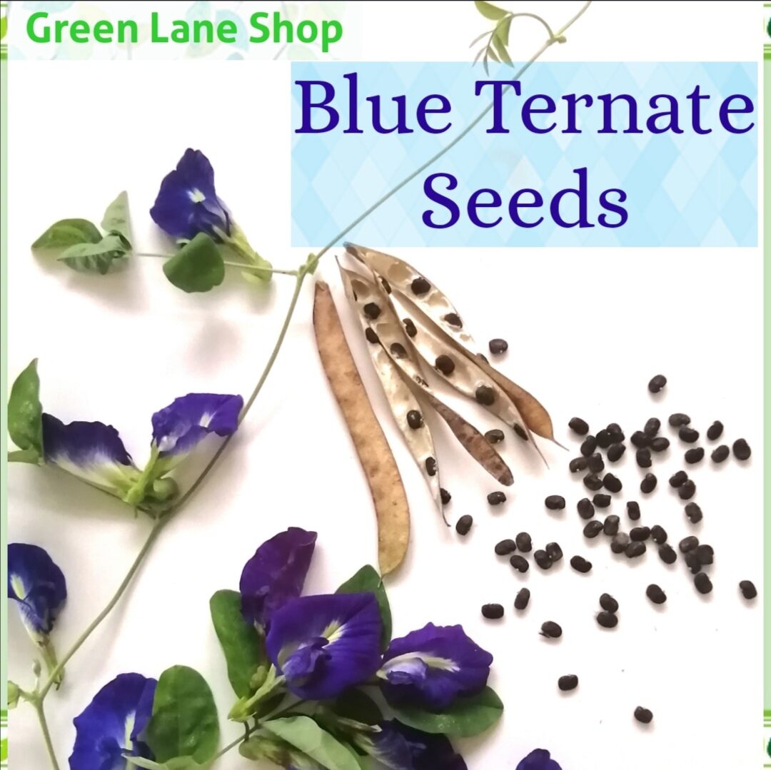 Blue Ternate Seeds /Blue Butterfly Pea Flower Seeds