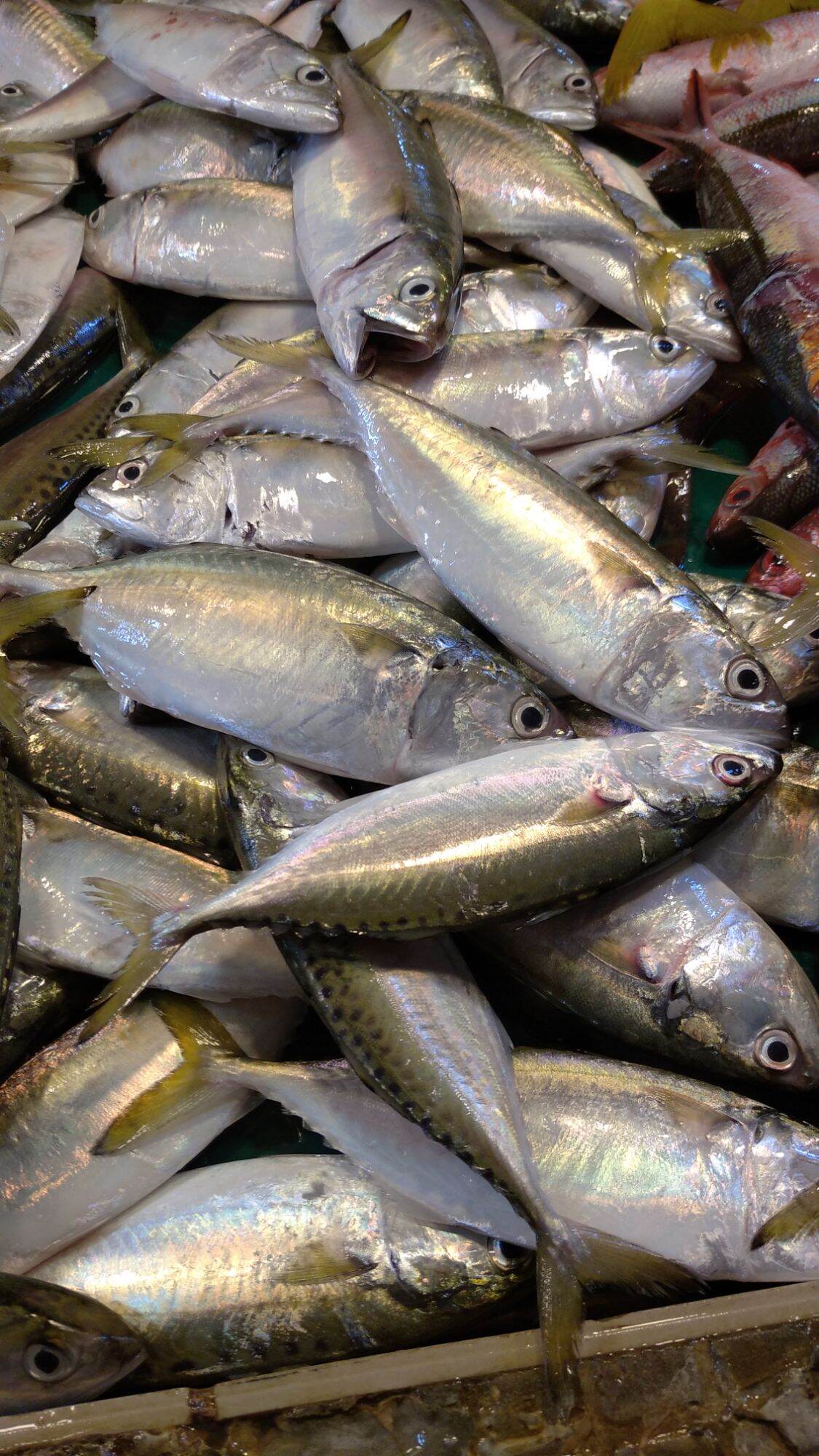 FRESH HASA HASA FISH 1/2 kg. 
