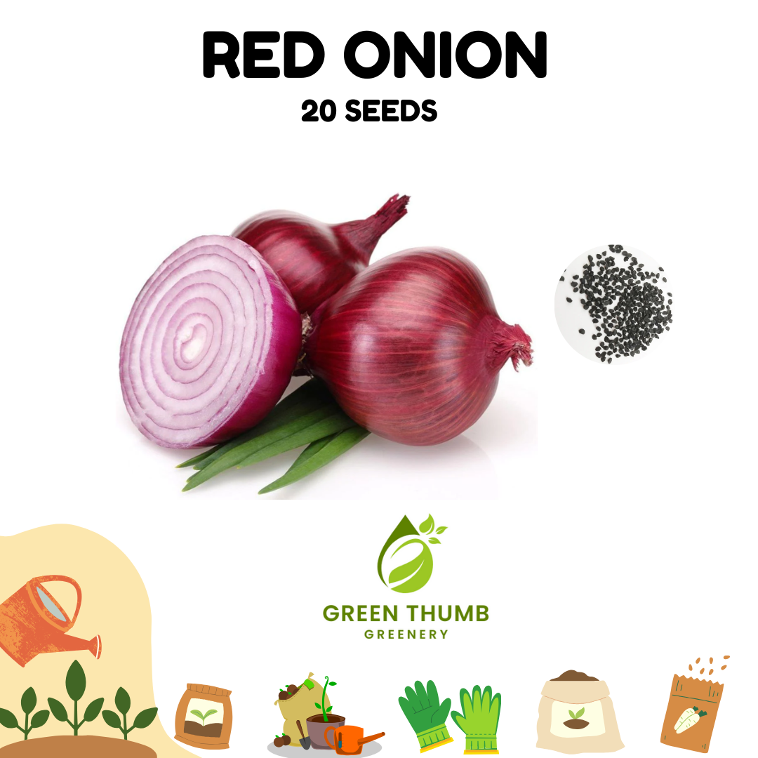 RED ONION SEEDS /  RED COLORADO - 25seeds