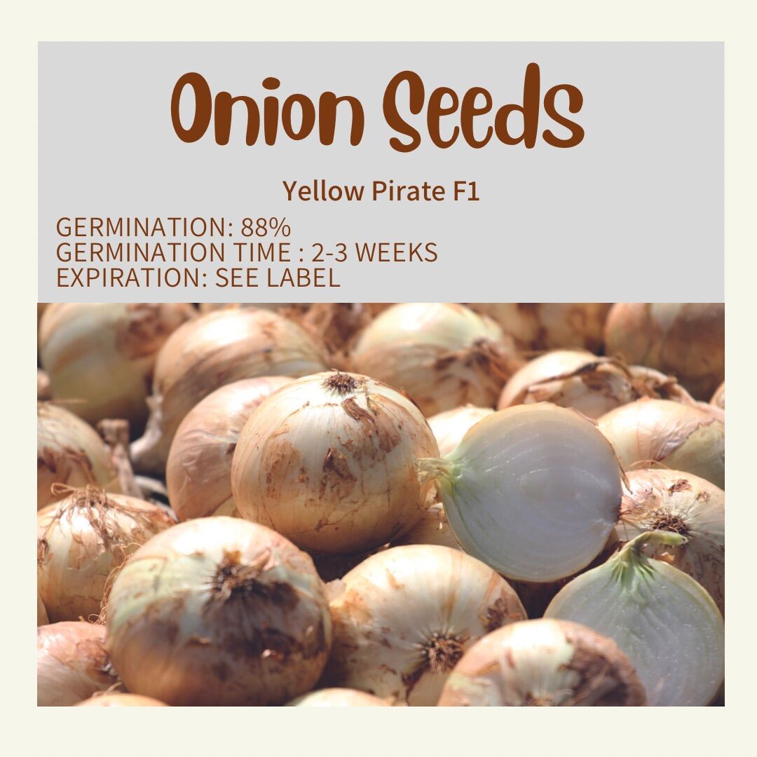 Yellow Onion Seeds / PIRATE F1 Variety 50 /100 +seed per pack Lazada PH