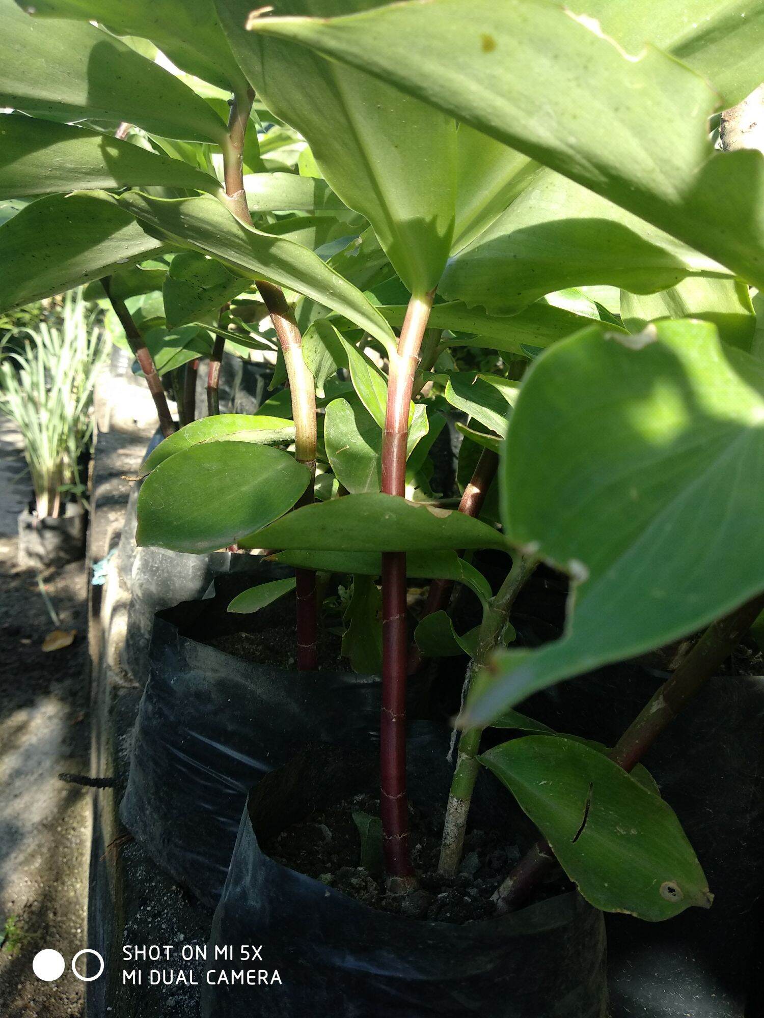 insulin Plant Binhi.2pcs Small Fresh Insulin Plant Seedlings Herbal