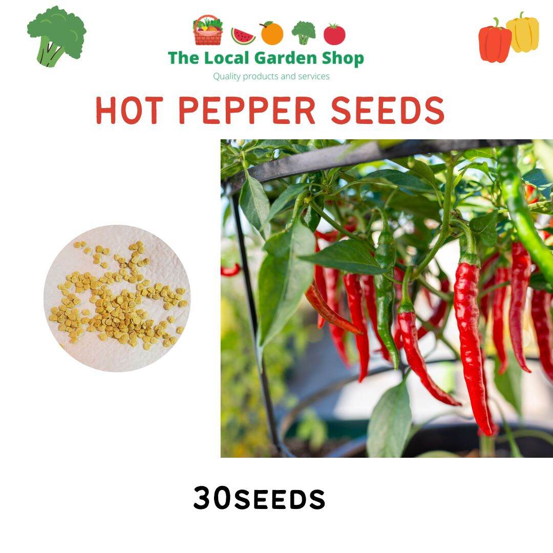 SILING LABUYO SEEDS - 30pcs Seeds | Lazada PH