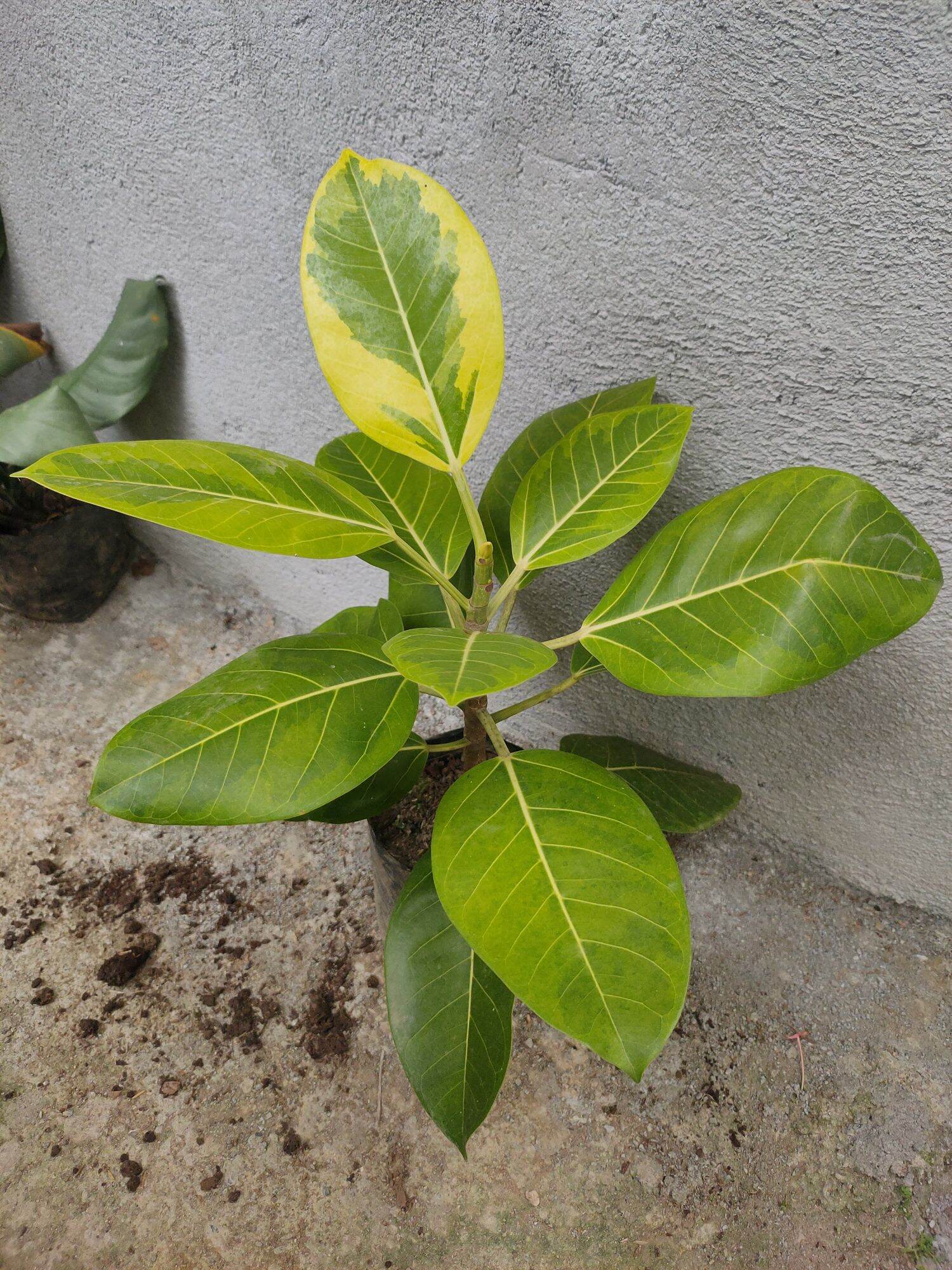 Lemon Lime Rubber Tree Lazada PH