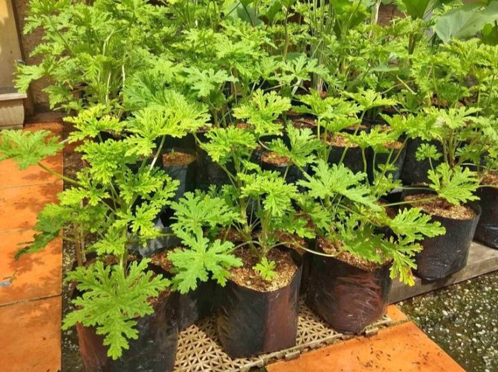 Citronella Malvarosa (Anti Mosquito Live Plant) with FREE garden soil