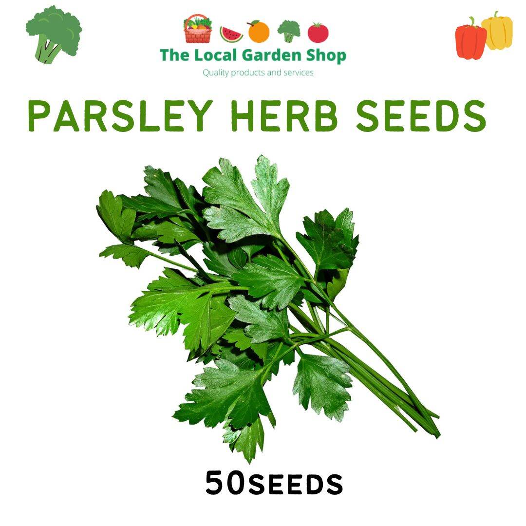 Flat Parsley In Tagalog at McIntyre blog