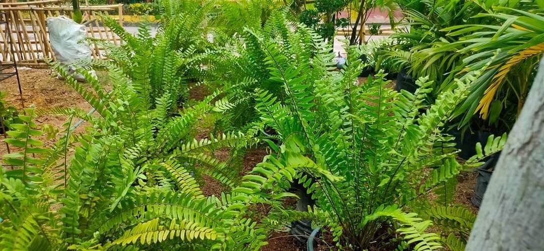 Peruvian Fern,, ,,, fully rooted,,pick up only.. 