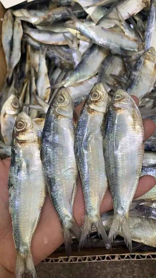 SALINAS TUYO (DRIED FISH)