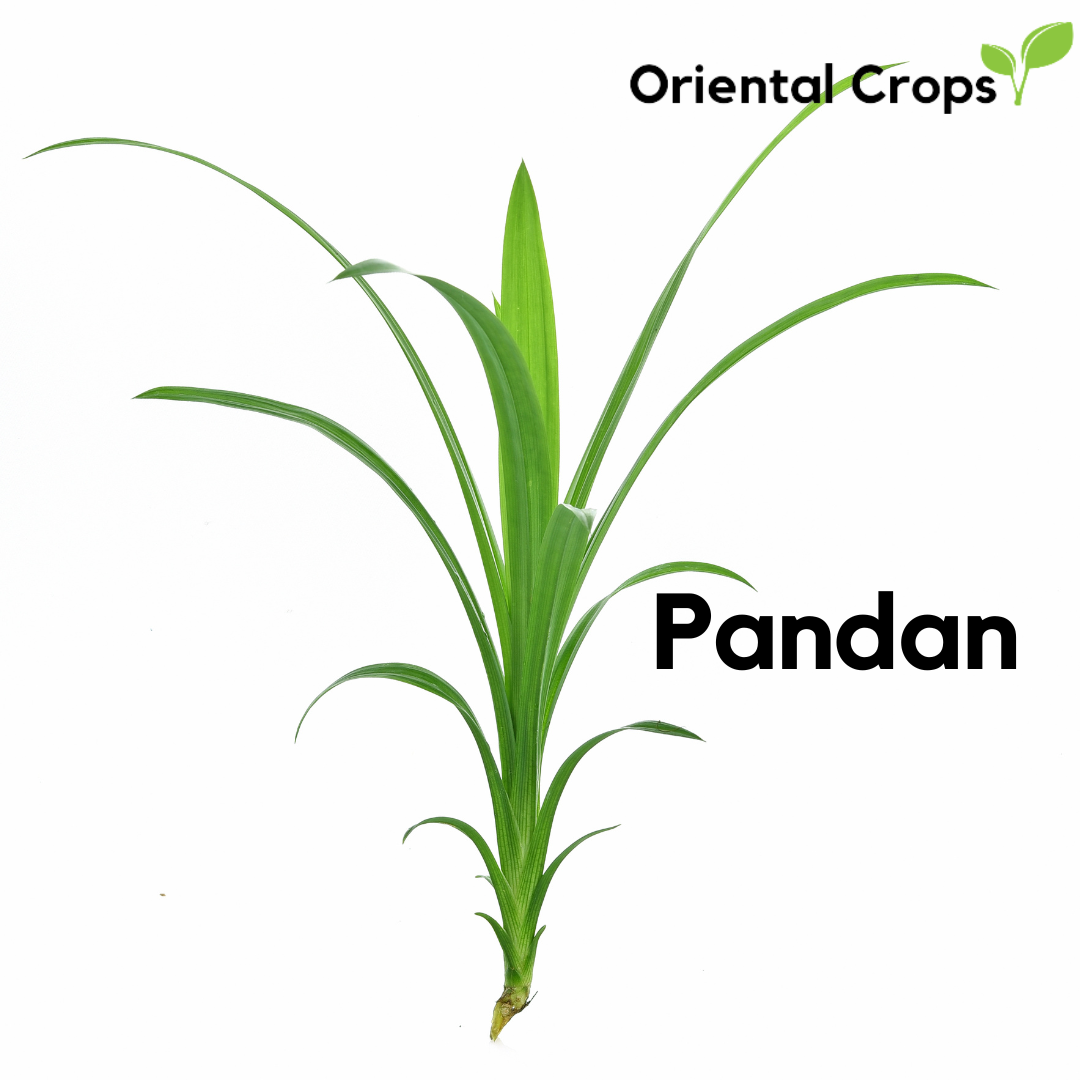 50 Fresh Leaves Dahon Binhi Pantanim Pandan Garden Plant Lazada Ph