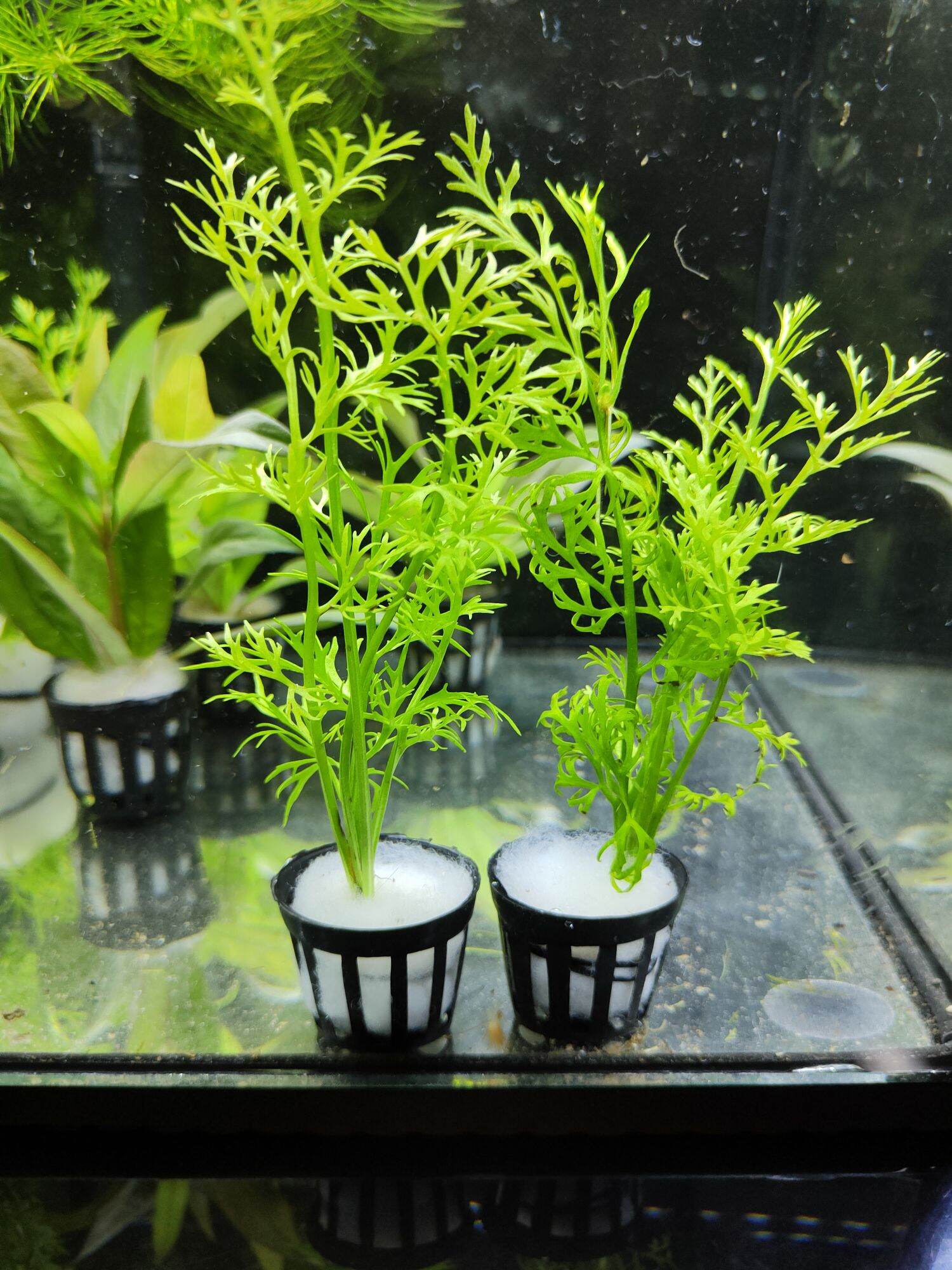 Water Sprite aquatic plant with pot Lazada PH