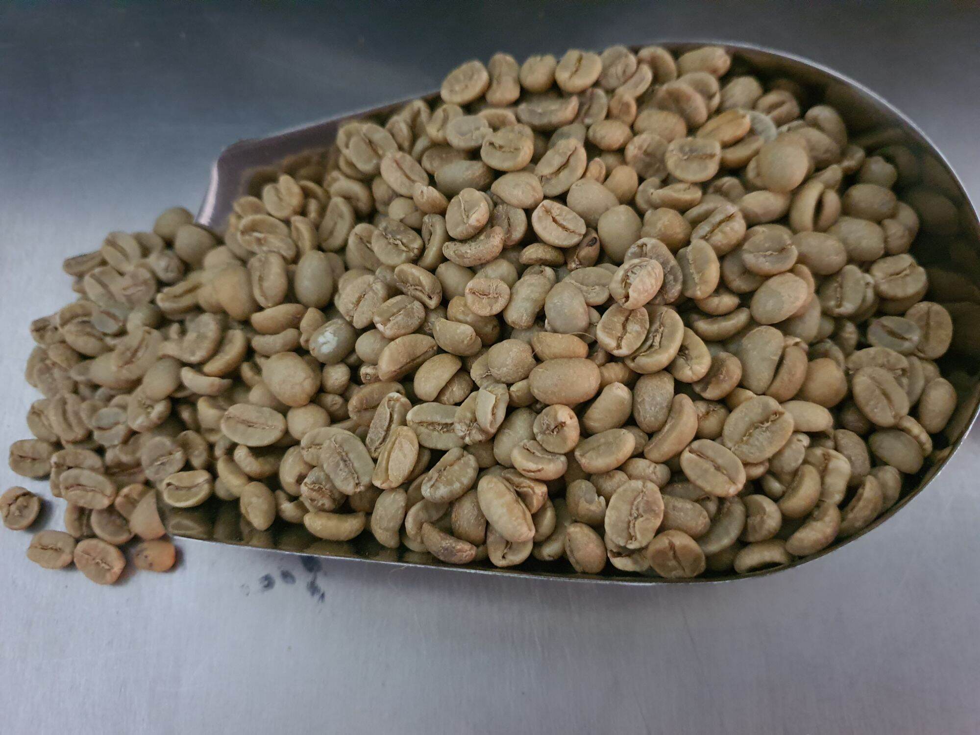 PURE ATOK RAW COFFEE BEANS 1KG(RAW) Lazada PH