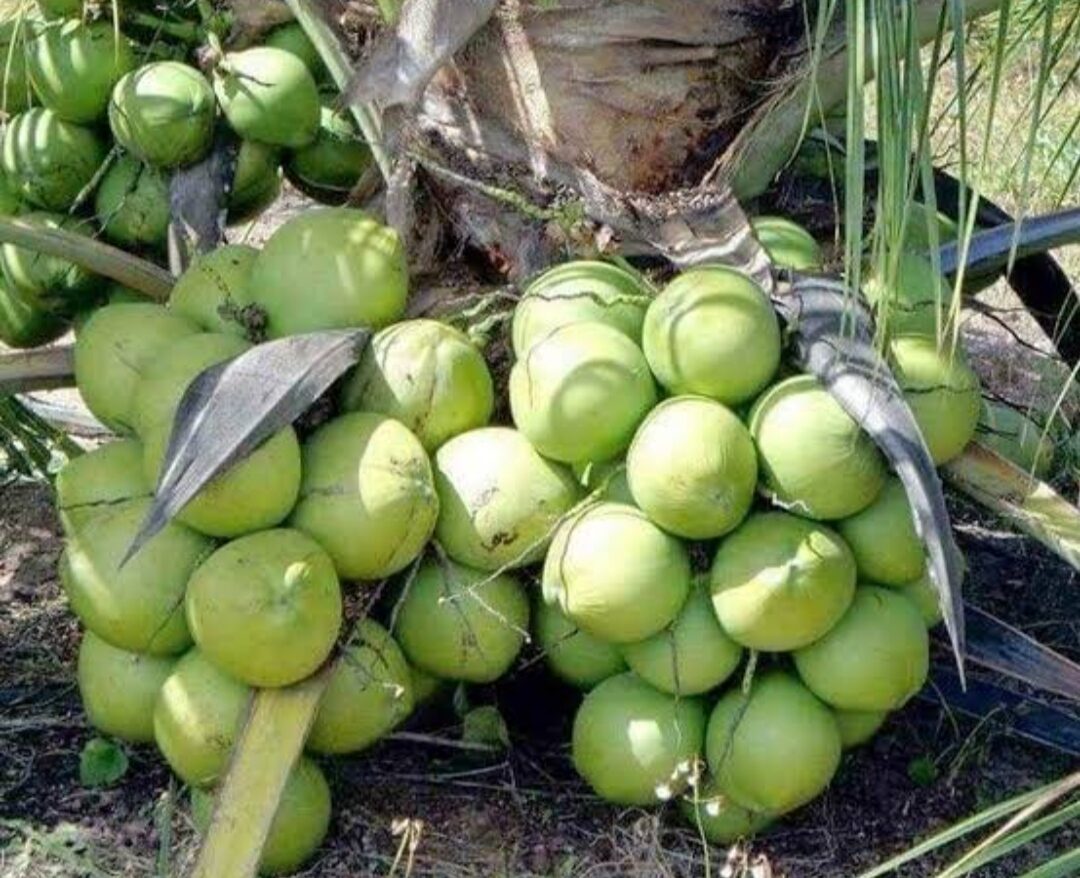 SUPER LEGIT!!!! DWARF COCONUT SEEDLINGS HARVEST IN 34 YEARS! AVAIL NOW