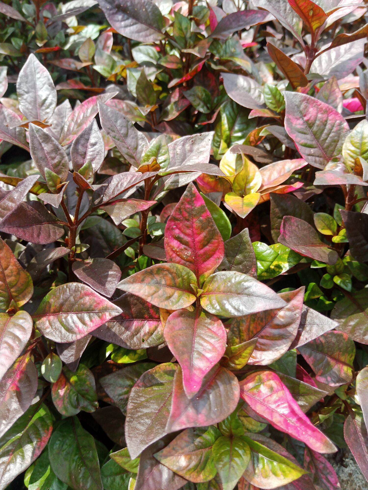 Kutsarita Plant ( Variegated) Live plant with FREE fertilizer Lazada PH