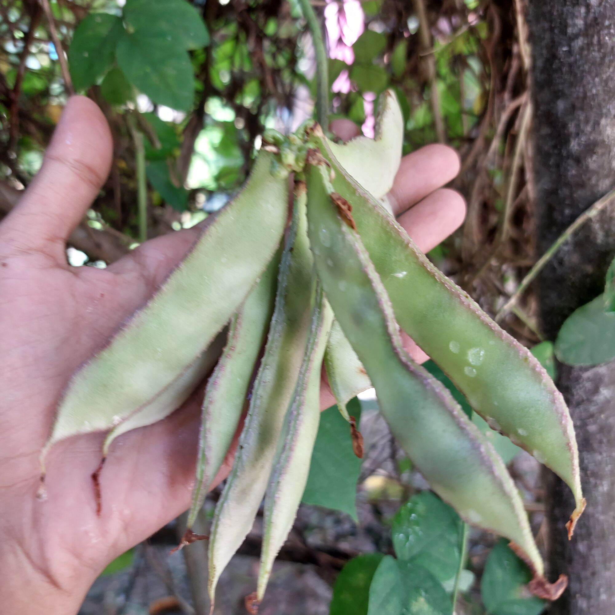 bataw marabilya binhi seeds pantanim gulay vegetable | Lazada PH