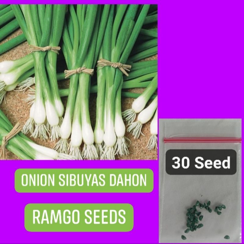 Onion Sibuyas Dahon Seeds Lazada Ph