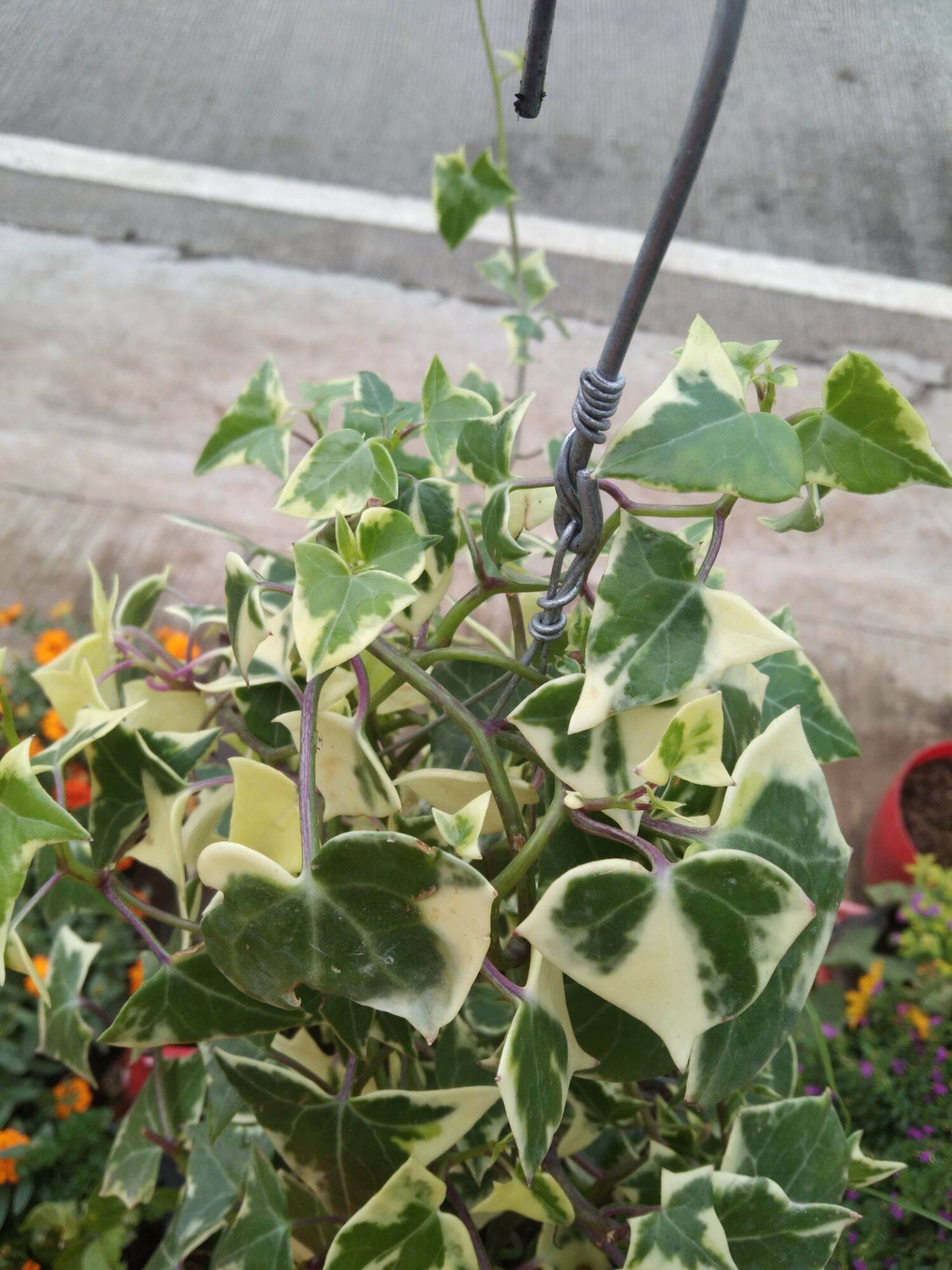 English Ivy with FREE fertilizer Lazada PH