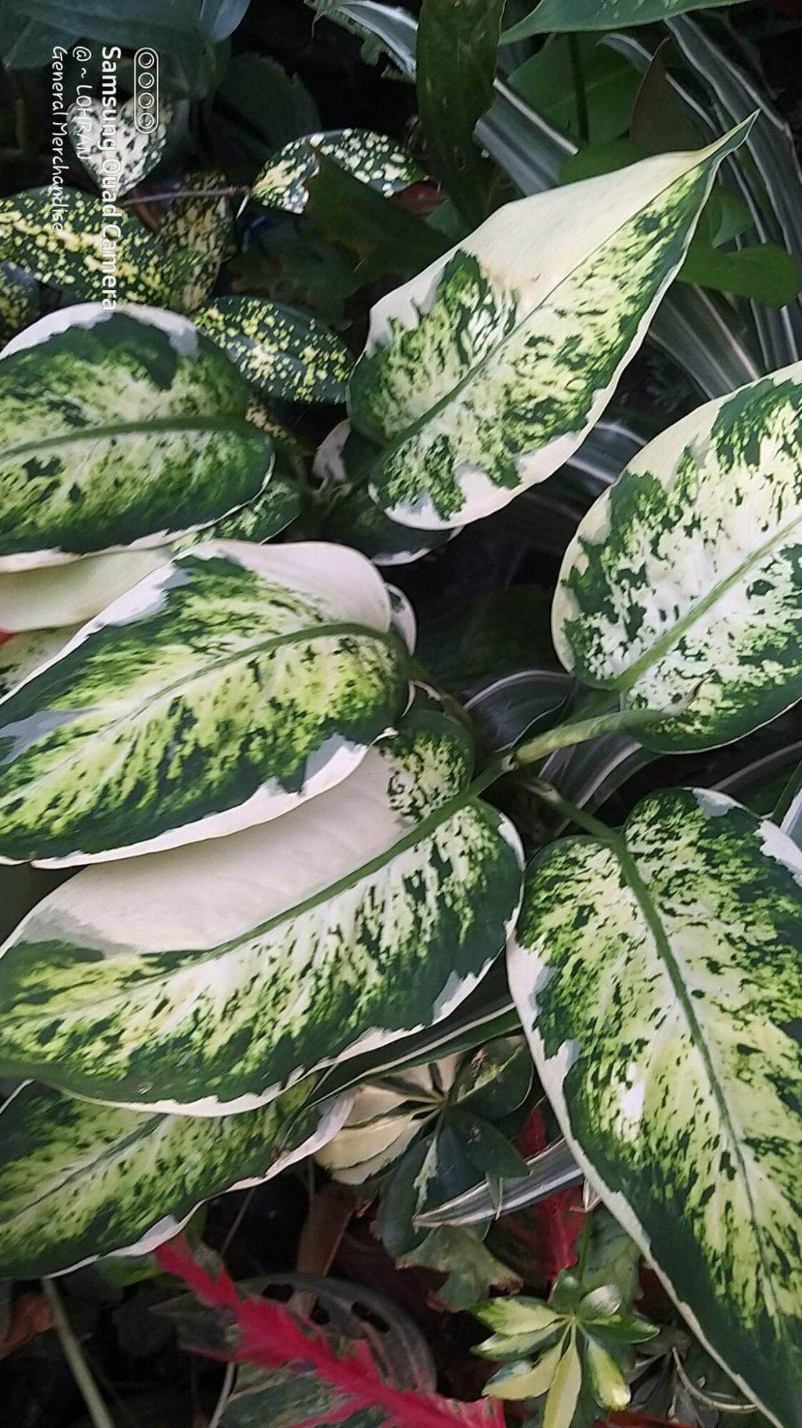 Dieffenbachia Variegata Albo Margination | Lazada PH