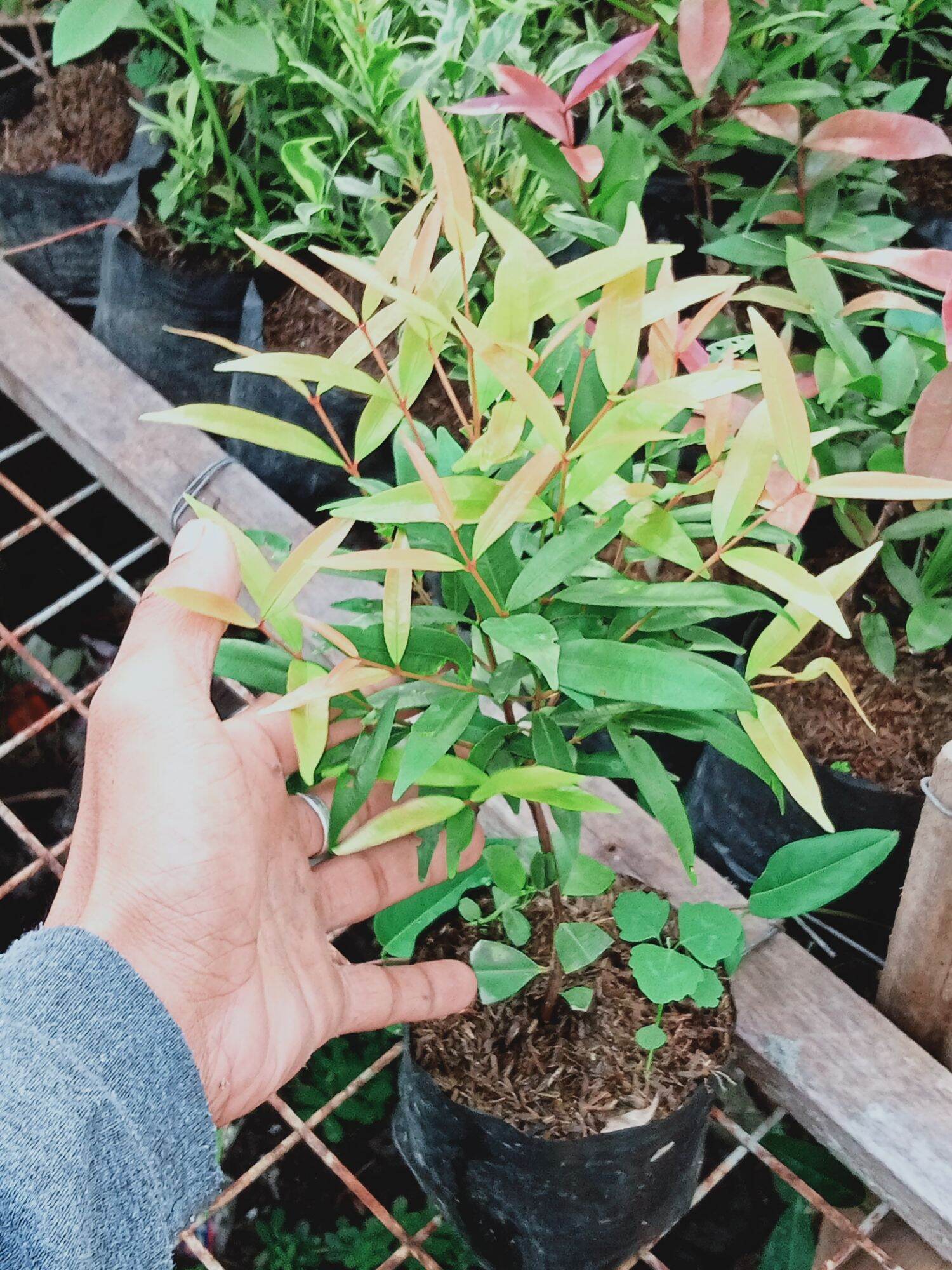 10 plus 2 free 💥Eugenia Live plant rooted Affordable Small Stable Live