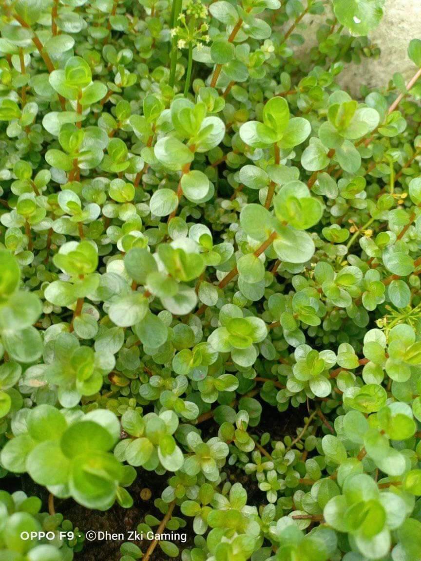 ROTALA ROTUNDIFOLIA EMERSED PER 8 STEMS Lazada PH
