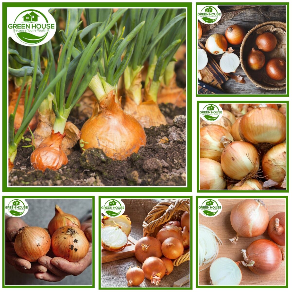 Green House Yellow Onion Seeds - F1 Hybrid Organic Vegetable