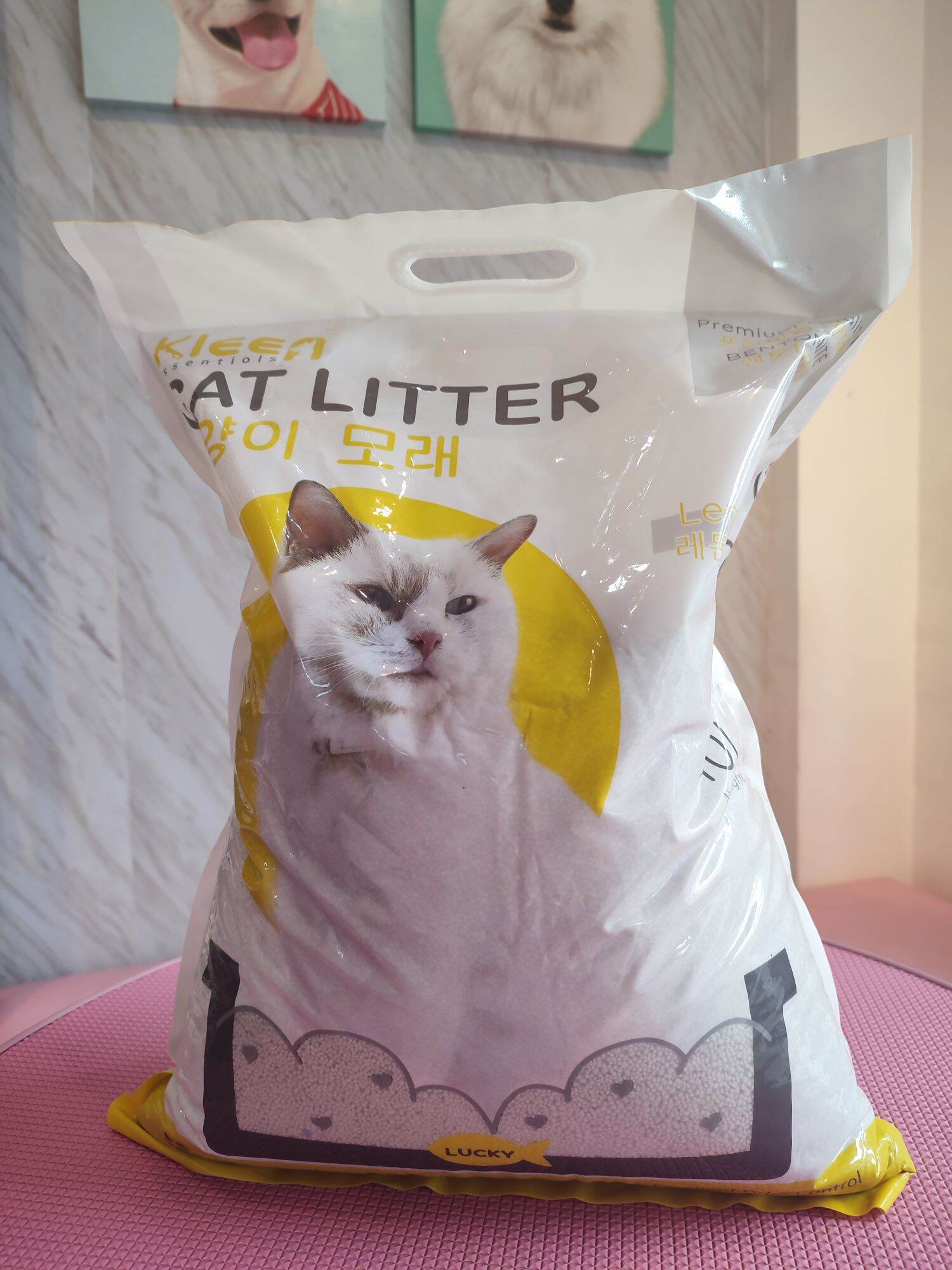 Kleen Essential Cat litter Sand 10L 8Kg 1Kg Lazada PH