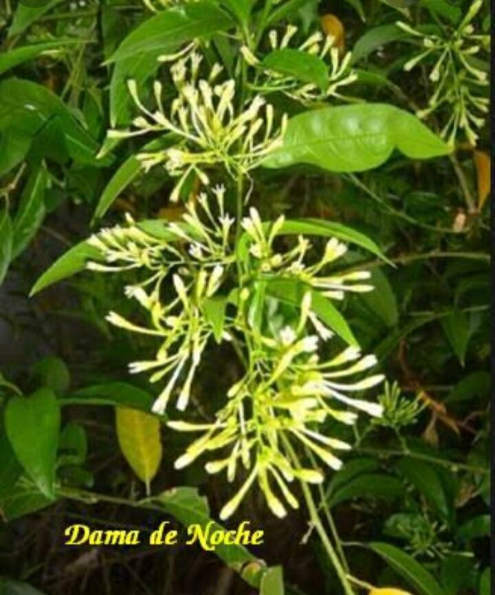 Dama de noche (Buy 5 free 1) Lazada PH