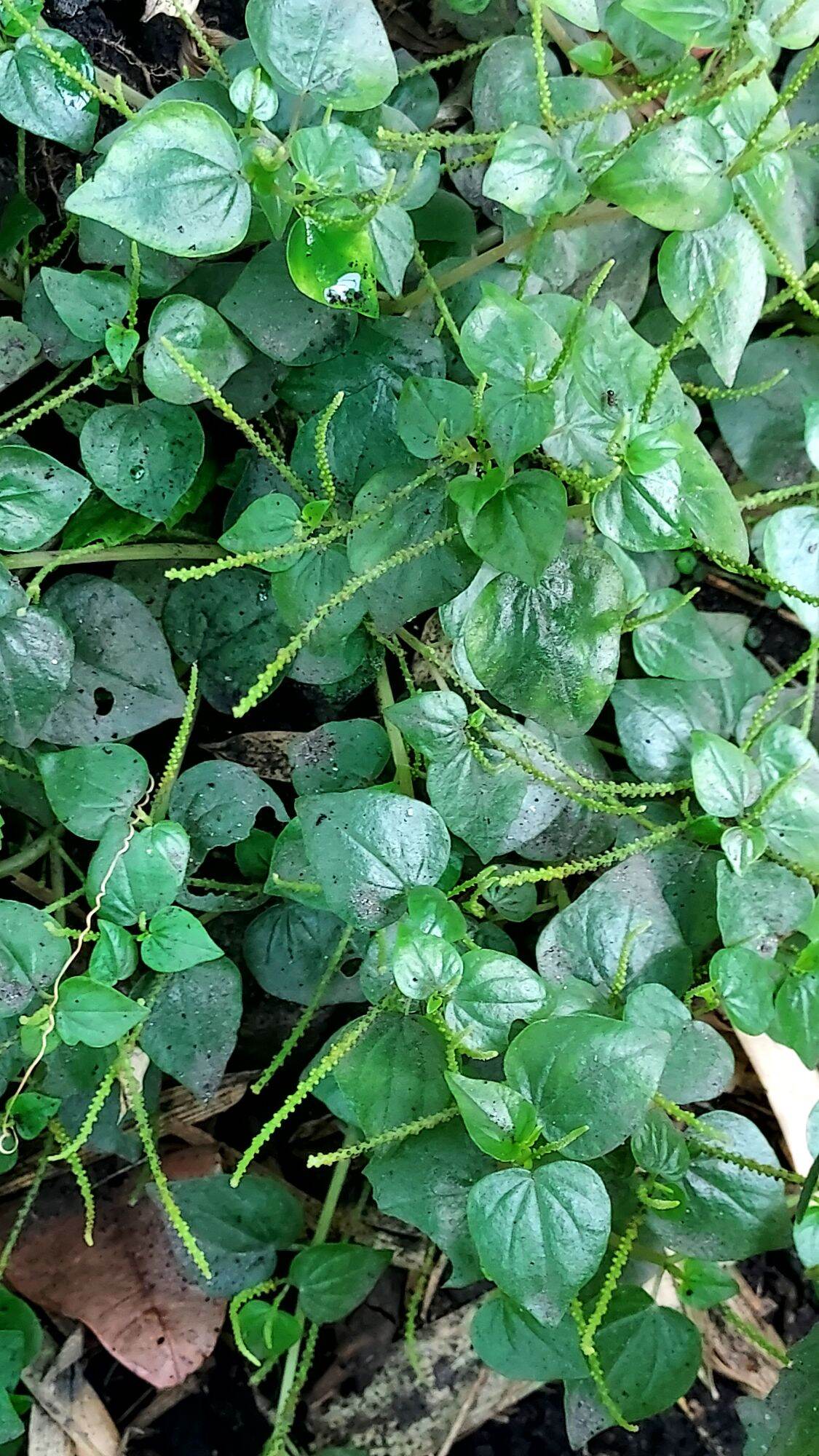 Pansit Pansitan Plant