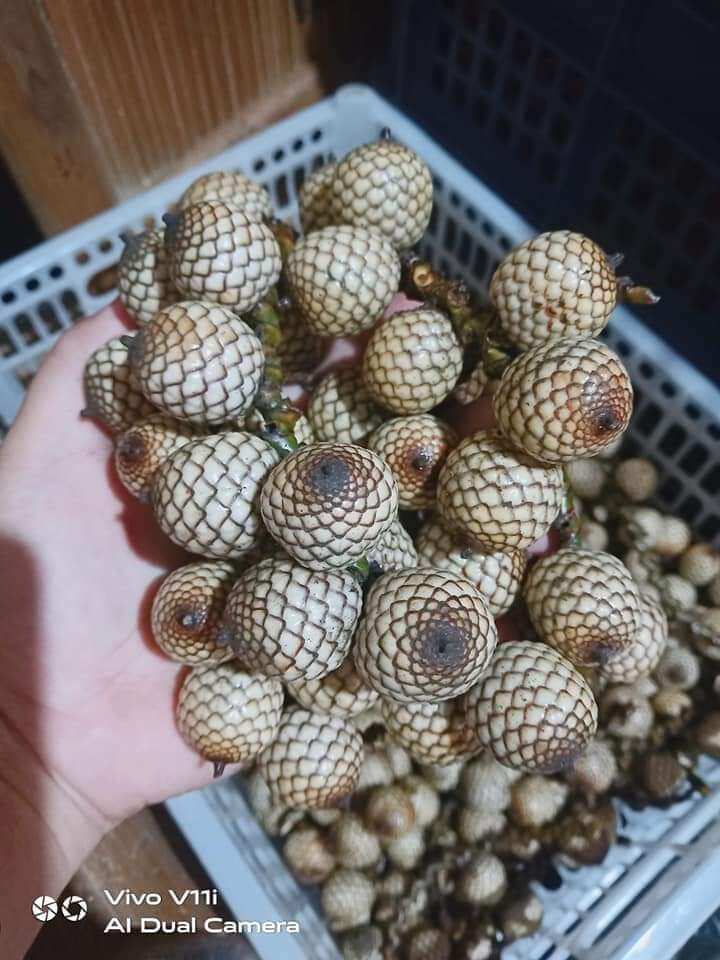 Ratan or yantok fruit New harvest/ 1 kilo fresh fruits Lazada PH