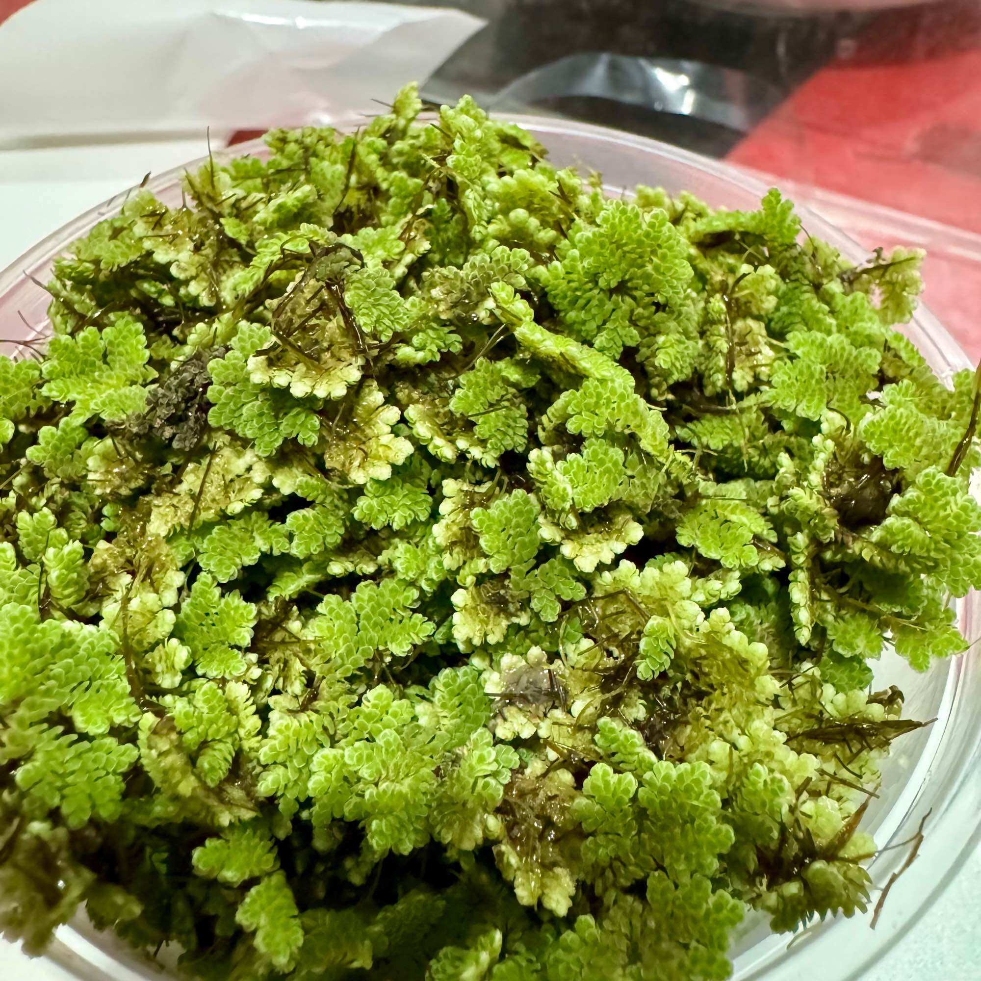 Azolla Recipes 60 Photos - Fdgroupsrl.com