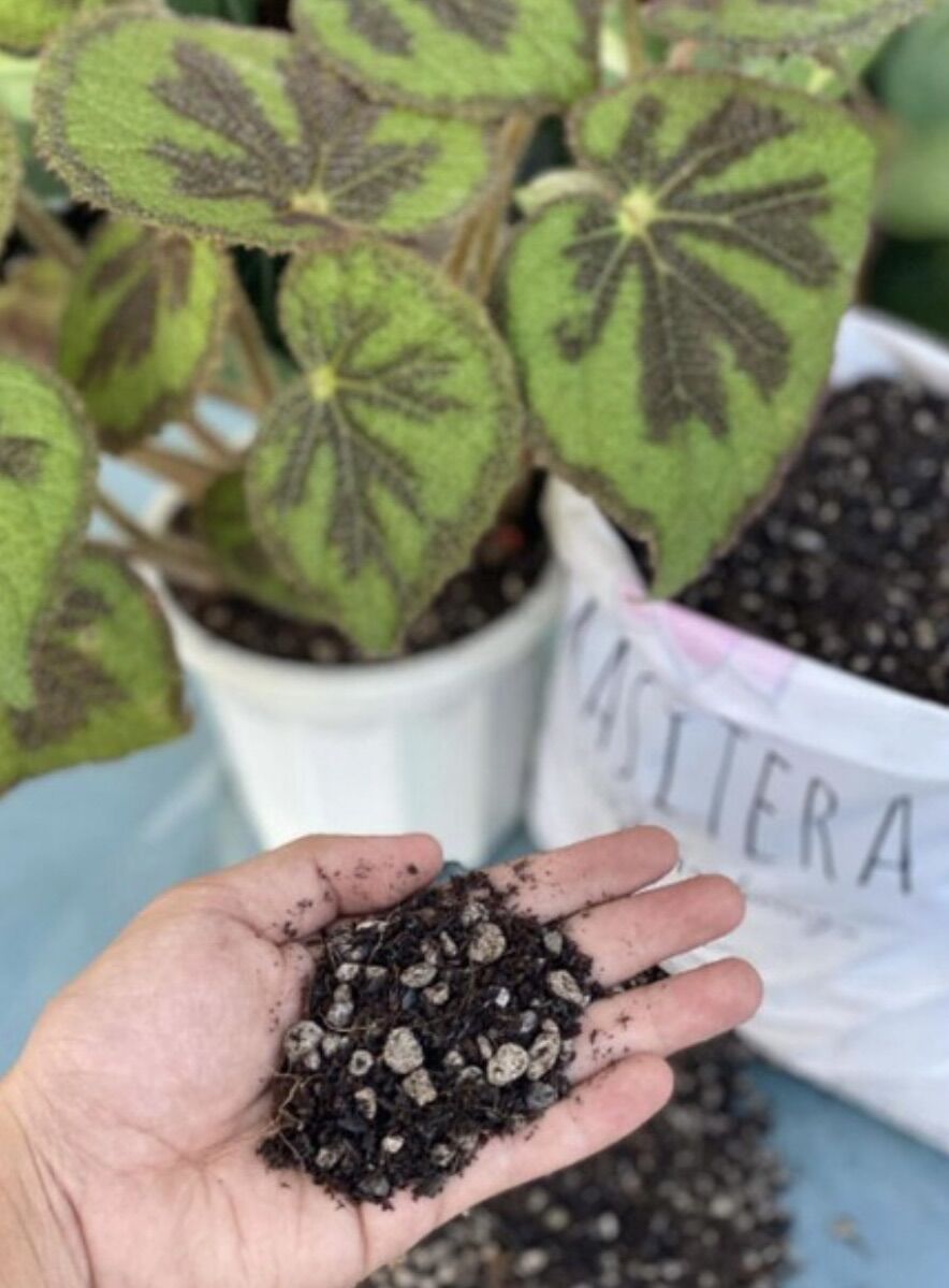 Begonia potting mix for begonia only Lazada PH