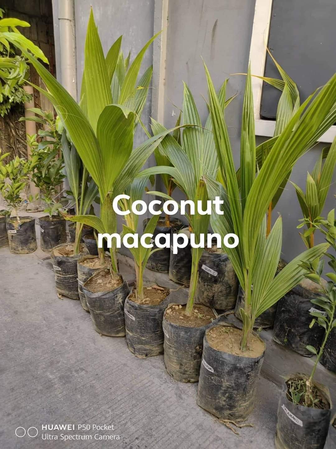 Live Plant Grafted Plant Coconut Macapuno Dwarf Plant Fruit bearing ...