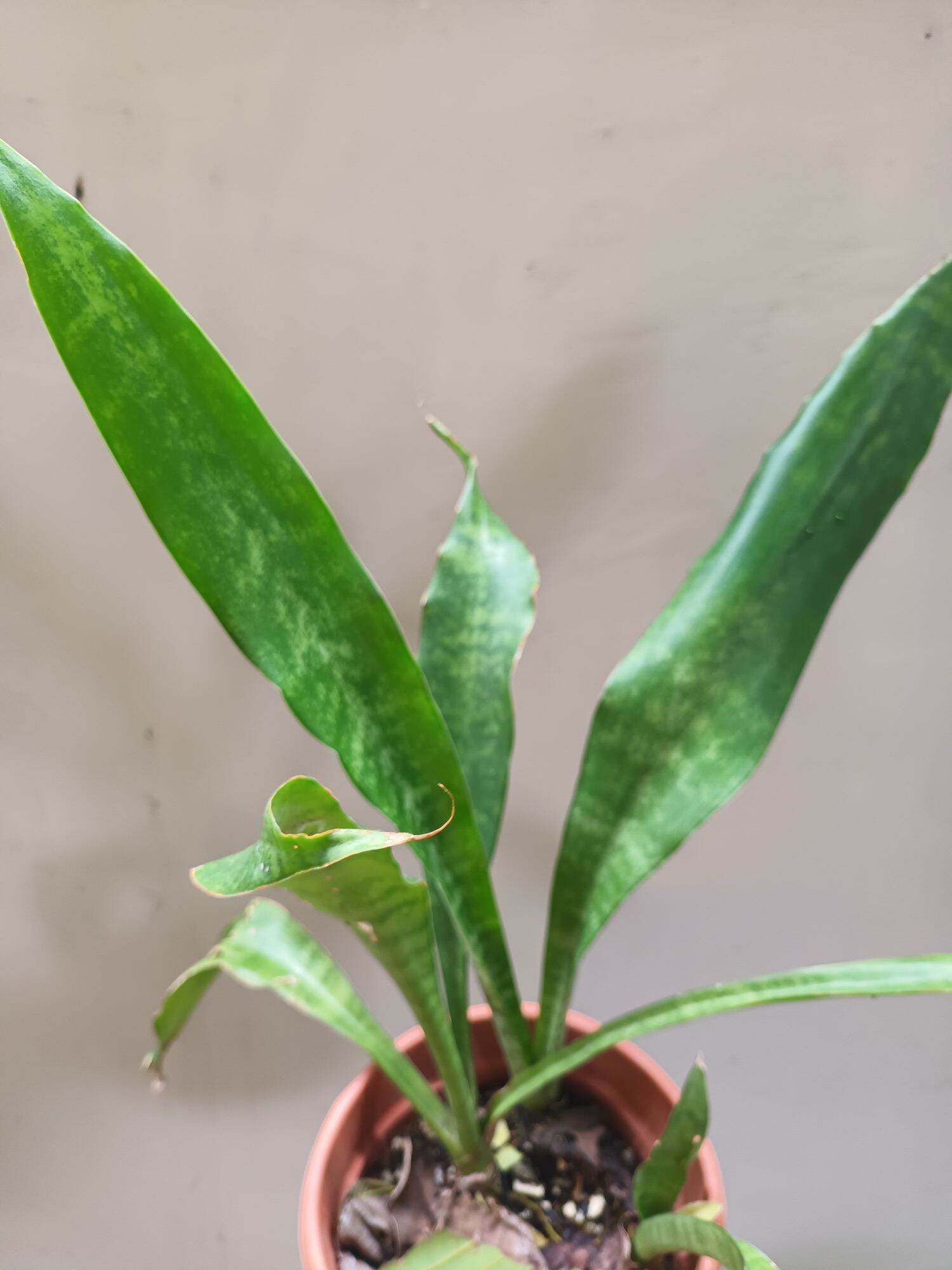 plant of tequila Shop Blue agave 'Tequila Plant' Agave Tequilana - Care and Info main image 1