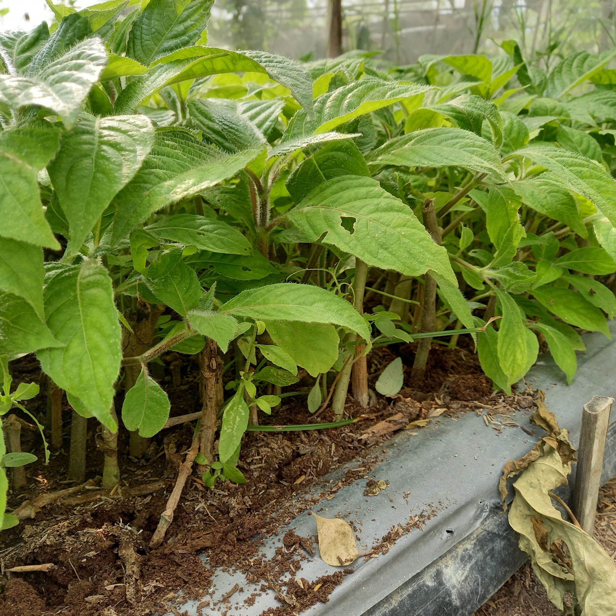 Madre de Agua (Trichantera gigantea) seedlings with roots and leaves ...