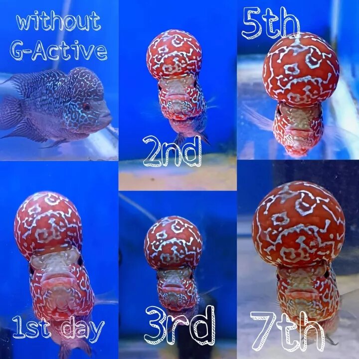 G Active Minerals 200g Lazada PH