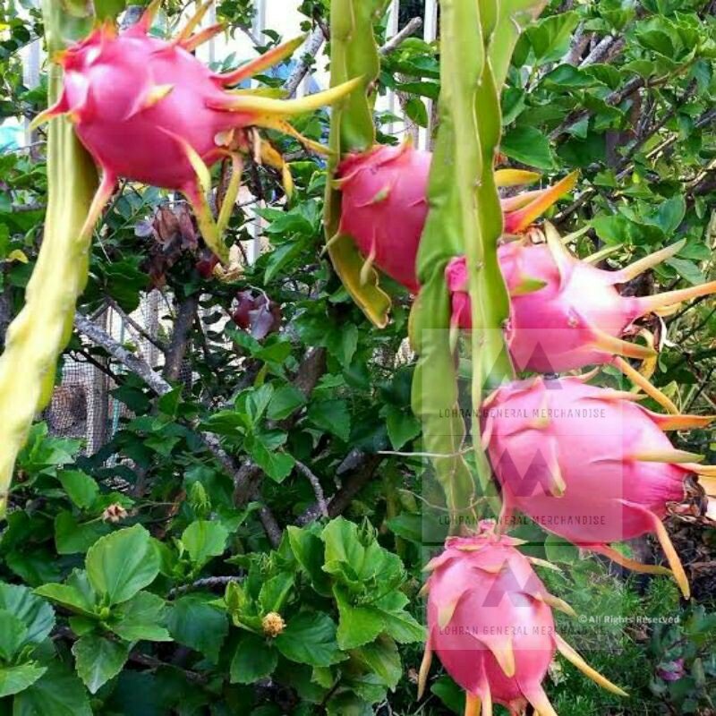 磊 Top 10 Best Dragon Fruit Plants of 2024