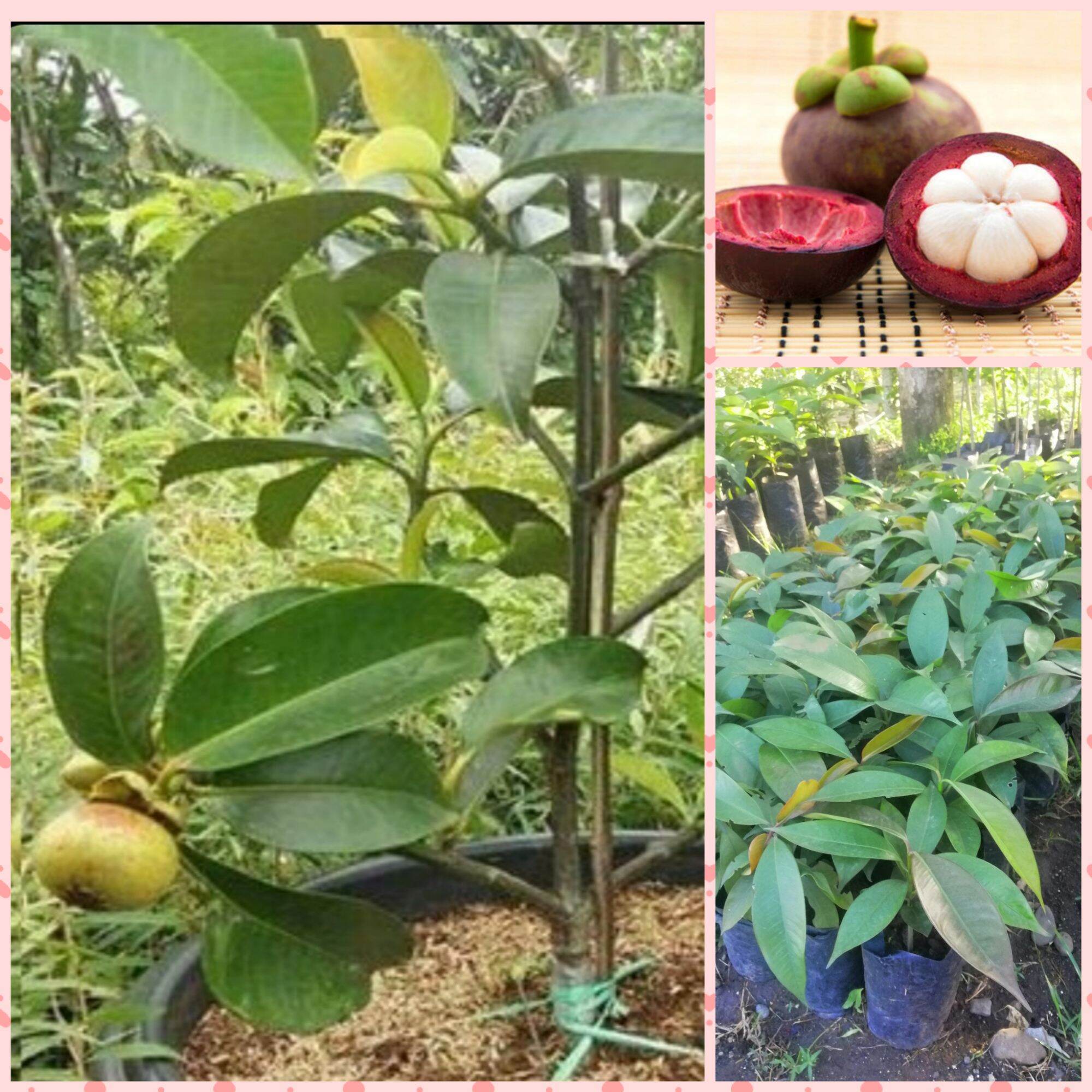 Ships nationwide COD grafted Mangosteen 15 inches height Lazada PH