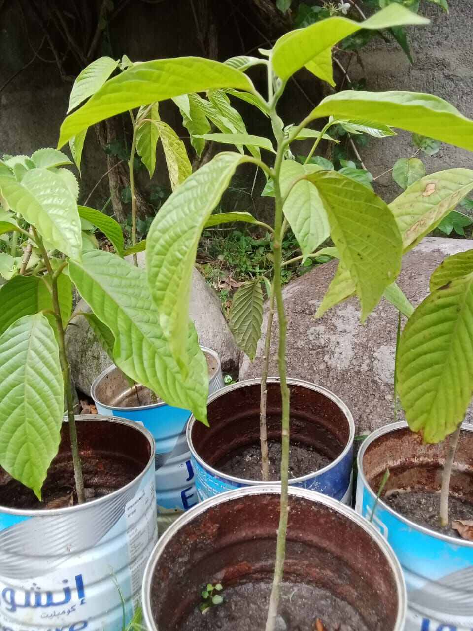 Ilang-ilang / Ilang Ilang / Ylang Ylang plant 15 inches tall | Lazada PH