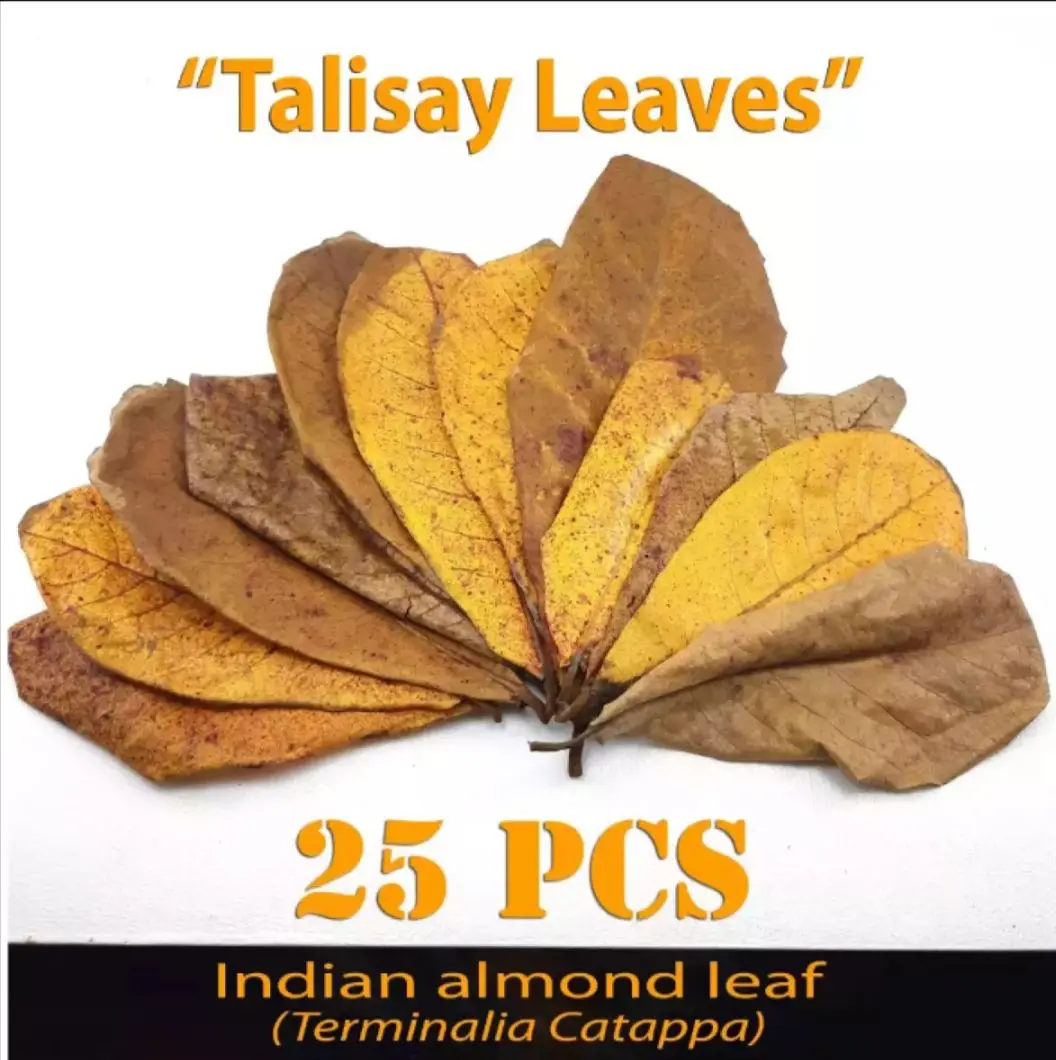 Talisay Leaves